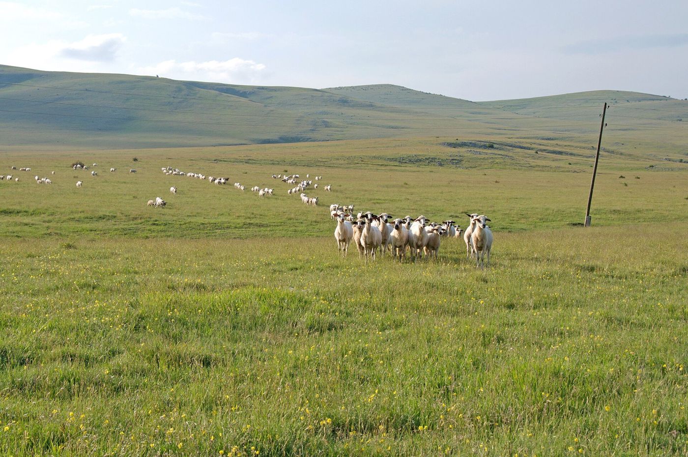 Rebaño de ovejas en pastura de altiplano