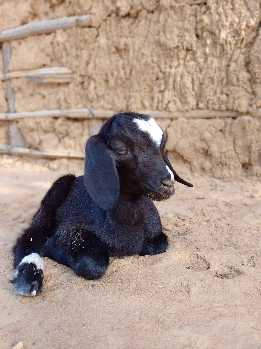 Ganadería wayúu en La Guajira